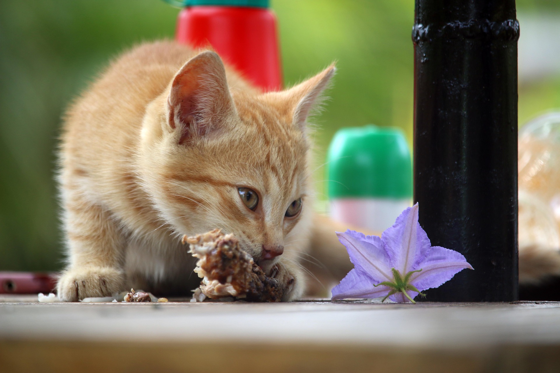 Wie sich die Ernährung der Katze auf ihre Gesundheit auswirkt