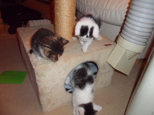 Katze Seite 19 KatzenHeimatBlog
