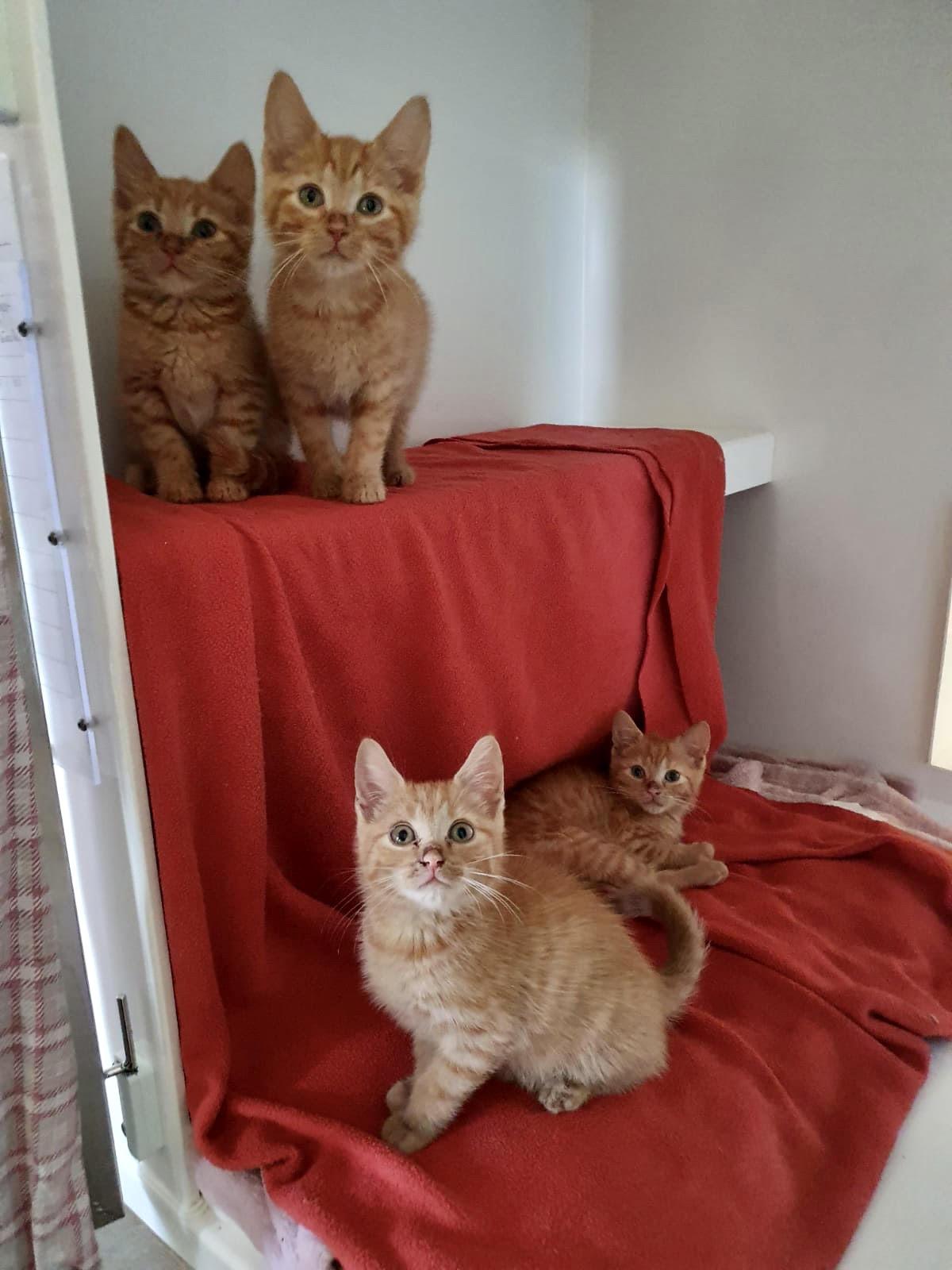 RSPCA Canterbury Branch Seeing Influx of Cats and Kittens as Lockdown