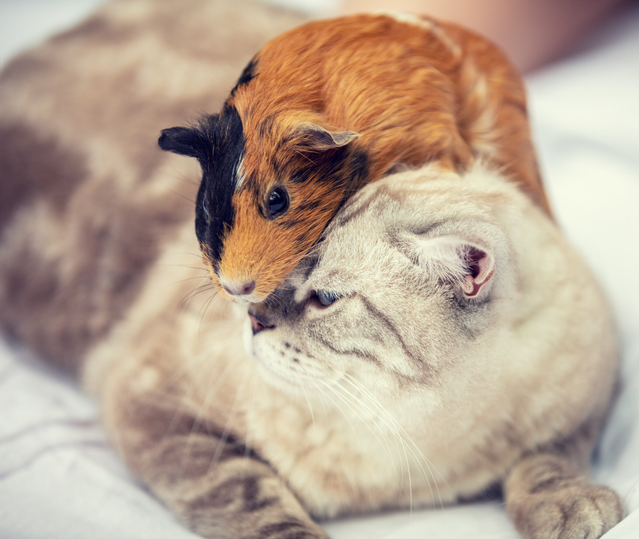Can Cats And Guinea Pigs Live Together? Katzenworld