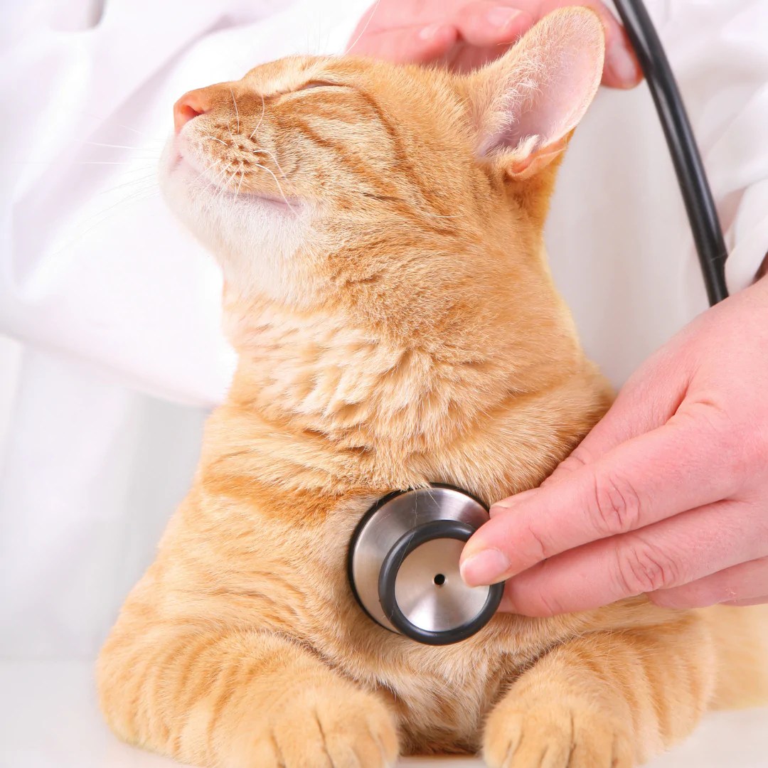 10 Signs Your Cat Might Need To Go To The Vet Katzenworld