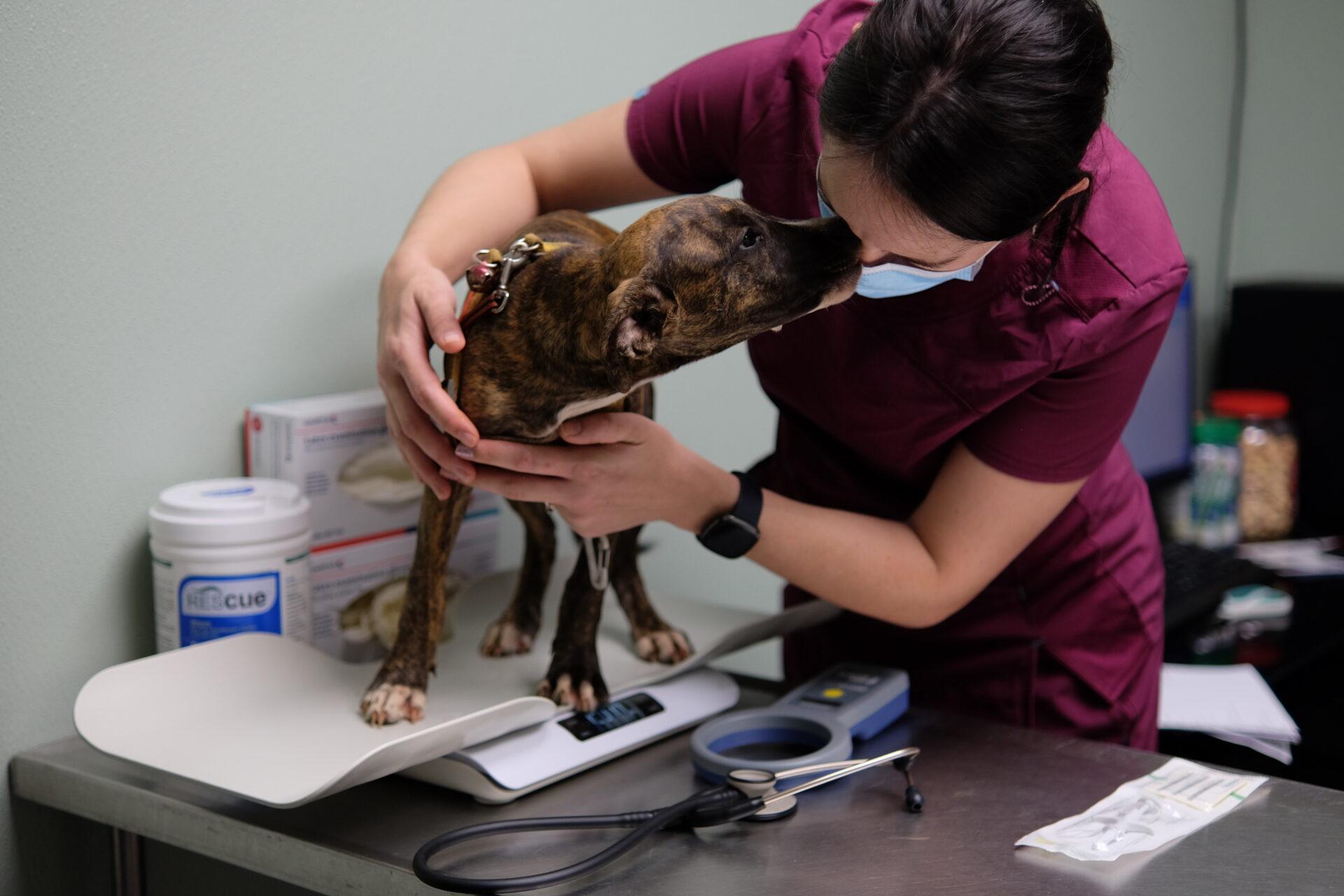 Home Kaua’i Humane Society