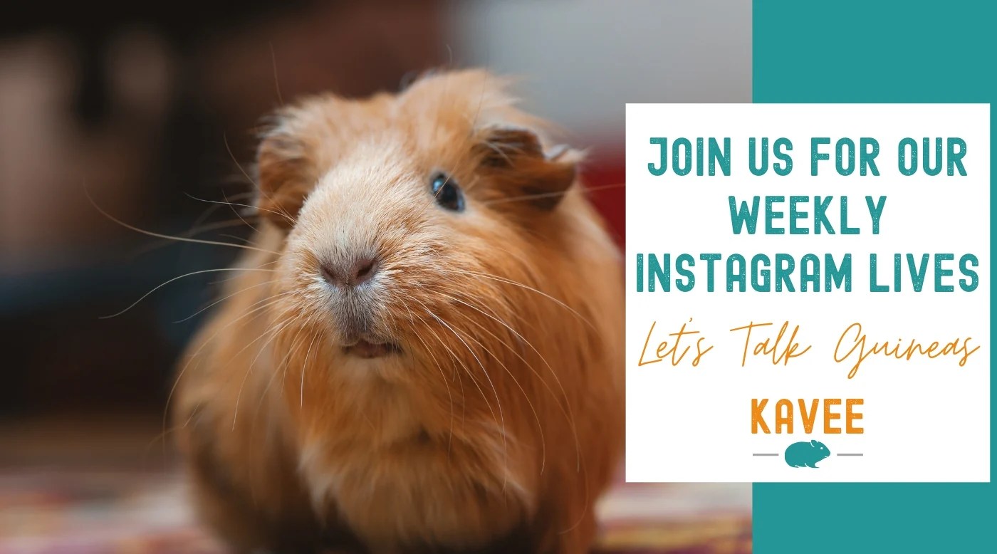 Live Series to ask your guinea pig questions! Kavee Blog UK