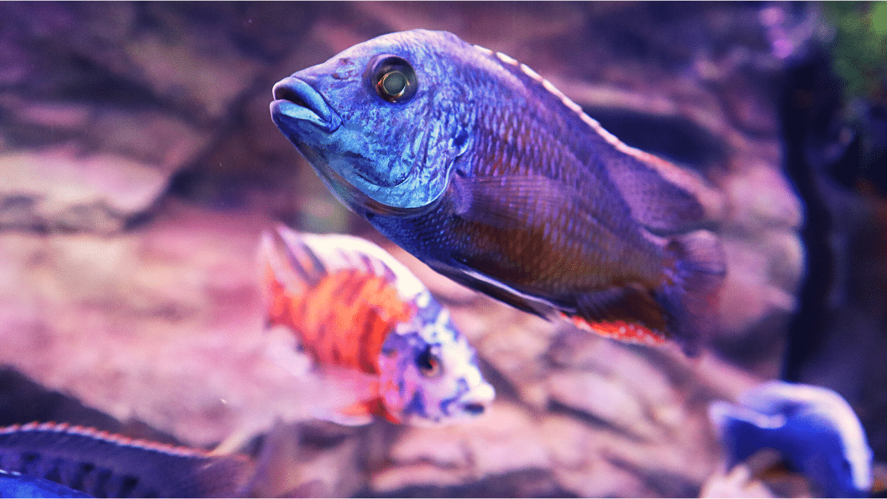 10 Expert Tips for Successfully Keeping African Cichlids