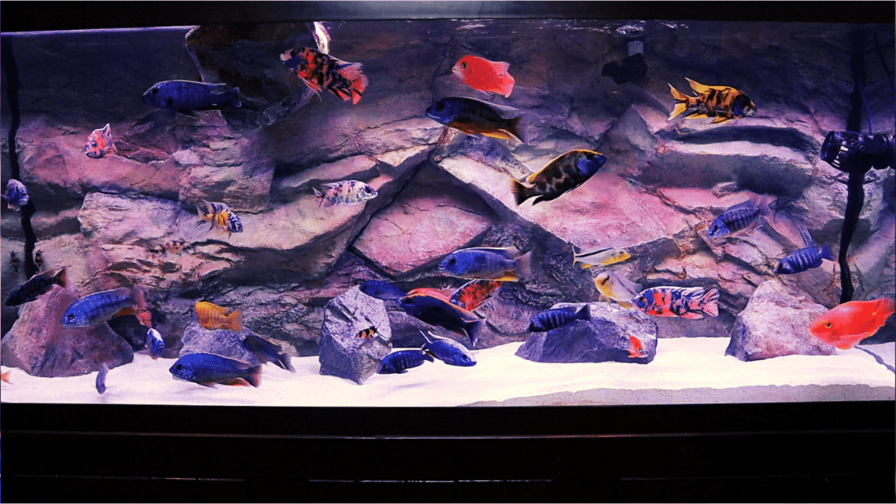 Getting Crystal Clear Aquarium Water (Top 3 Tips) KaveMan Aquatics