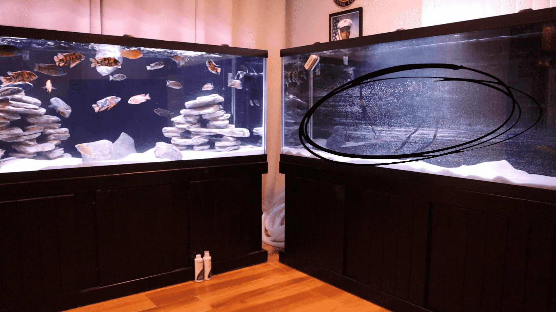 What Causes Micro Bubbles In Aquarium (3 Easy Fixes)