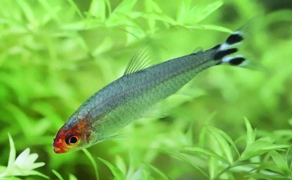 10 Best Discus Fish Tank Mates (With Pictures) KaveMan Aquatics