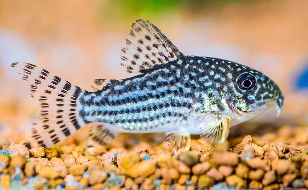 10 Best Discus Fish Tank Mates (With Pictures) KaveMan Aquatics