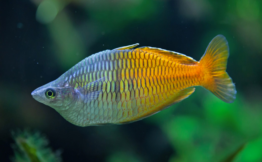 7 Best African Cichlid Tank Mates (With Pictures) KaveMan Aquatics