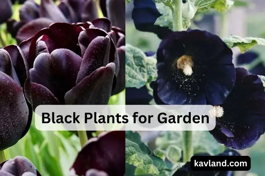 10 Stunning Black Plants for Your Garden Kavland