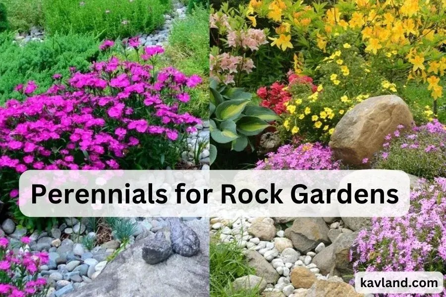 10 Best Perennials for Rock Gardens Kavland