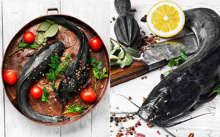 Cara Paling Sederhana Agar Ikan Lele Aman Sehat Dikonsumsi Kawan Pustaka Penerbit Buku