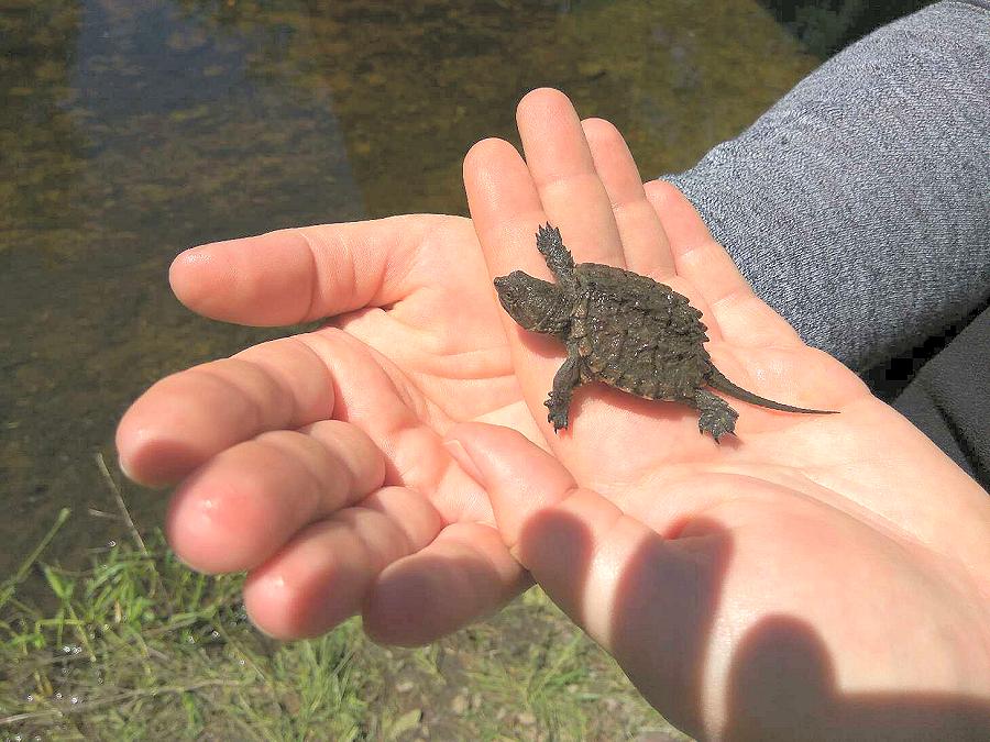 Here’s how you can help Ontario’s threatened turtles kawarthaNOW