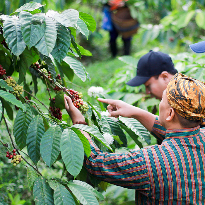 Visit Our Plantation Tugu Kawisari Coffee, First & Oldest Coffee