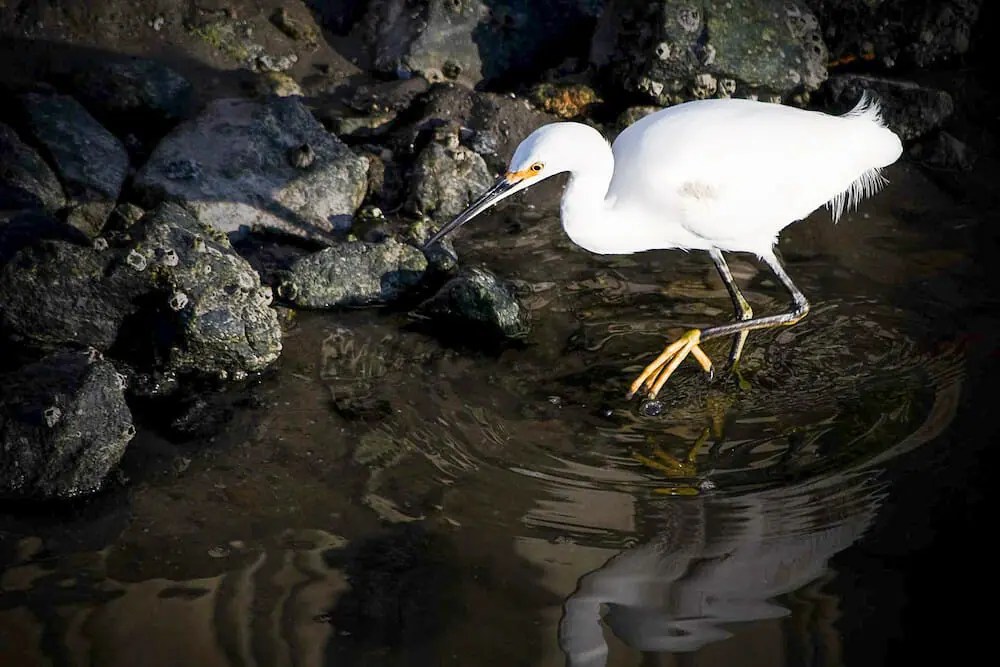 11 Fun Things to Do in Moss Landing that Locals [2023]