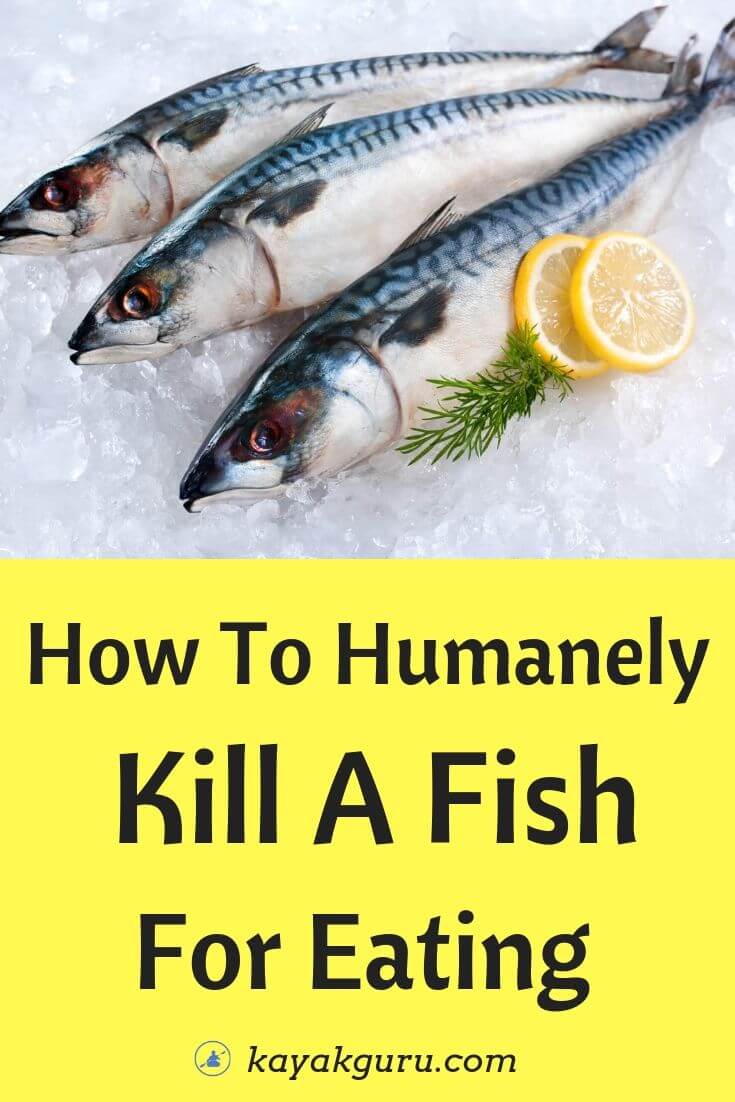 How To Euthanize A Fish Humanely / What Is The Most Humane Way To