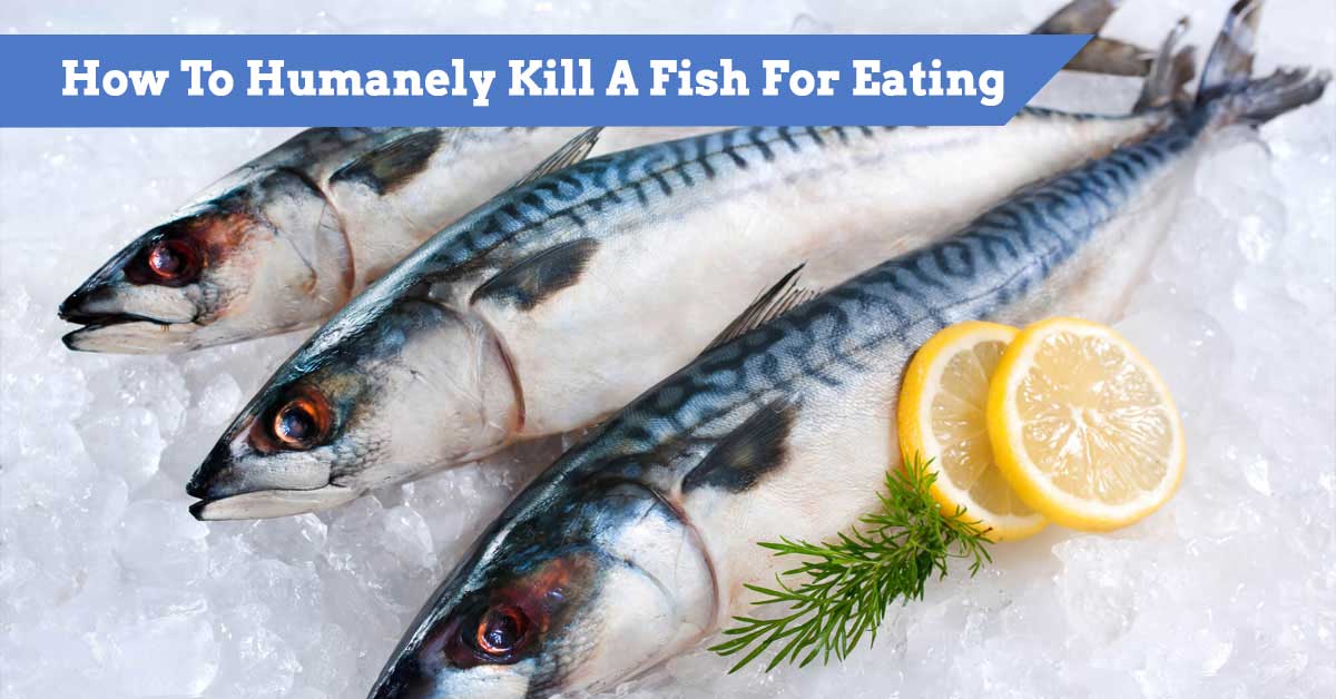 How To Humanely Kill A Fish For Eating (Kind Way To Euthanize A Fish)