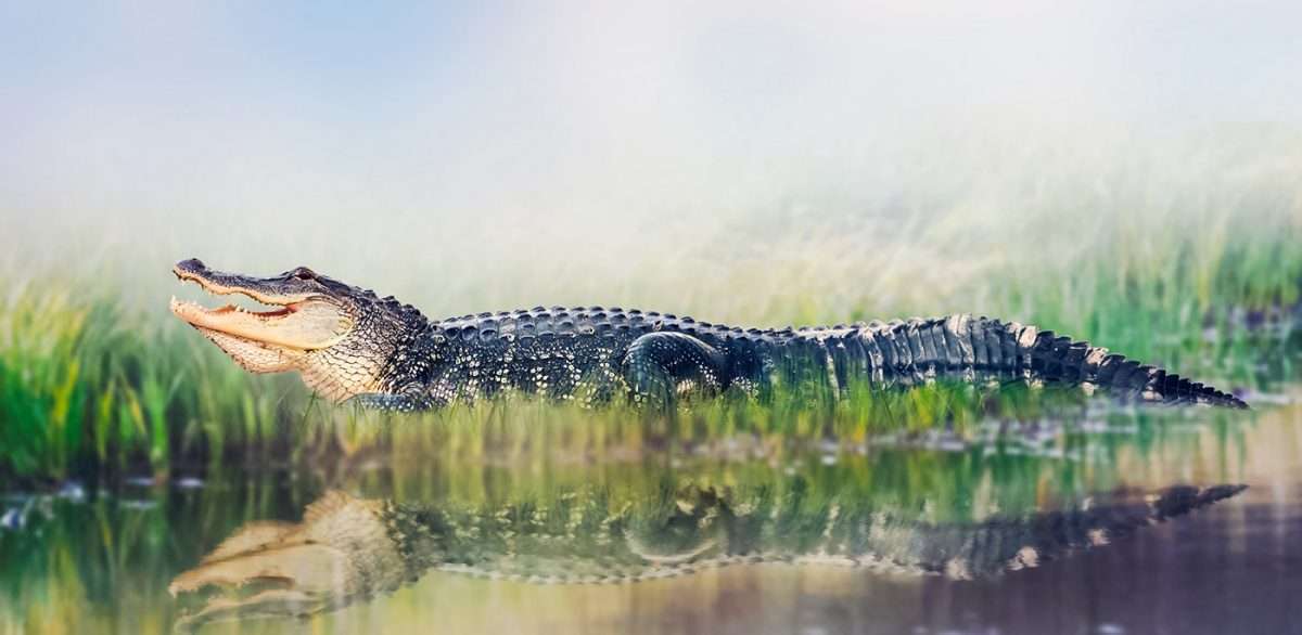 Kayaking With Alligators Is It Safe? Kayak Manual