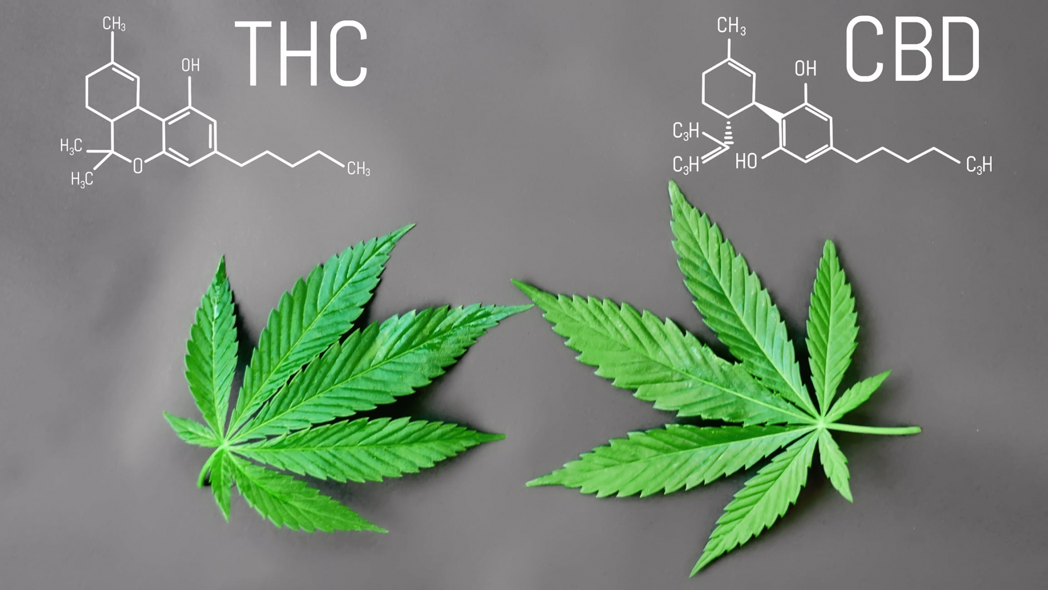 CBD vs. THC What’s the Difference? KayaVax Purity Over All