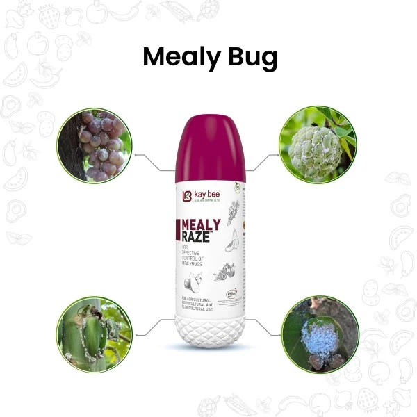Buy Best Insecticide for Mealybugs on Plants Mealy Raze