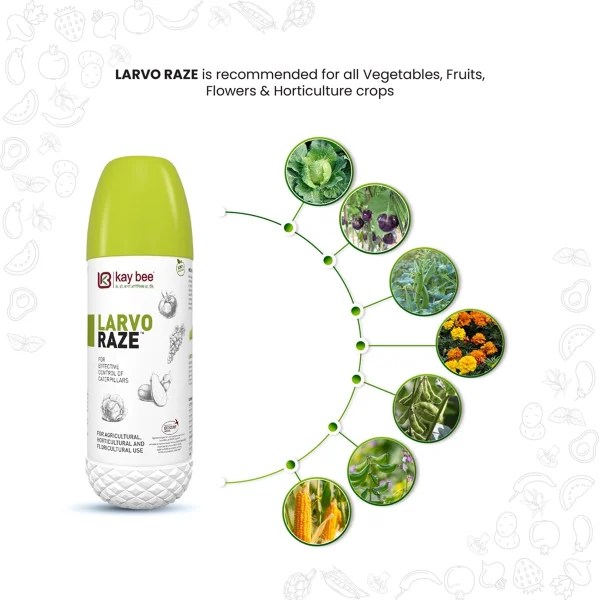 Bio Larvicide, Best Solution for Stem and Shoot Borers of Brinjal, Rice