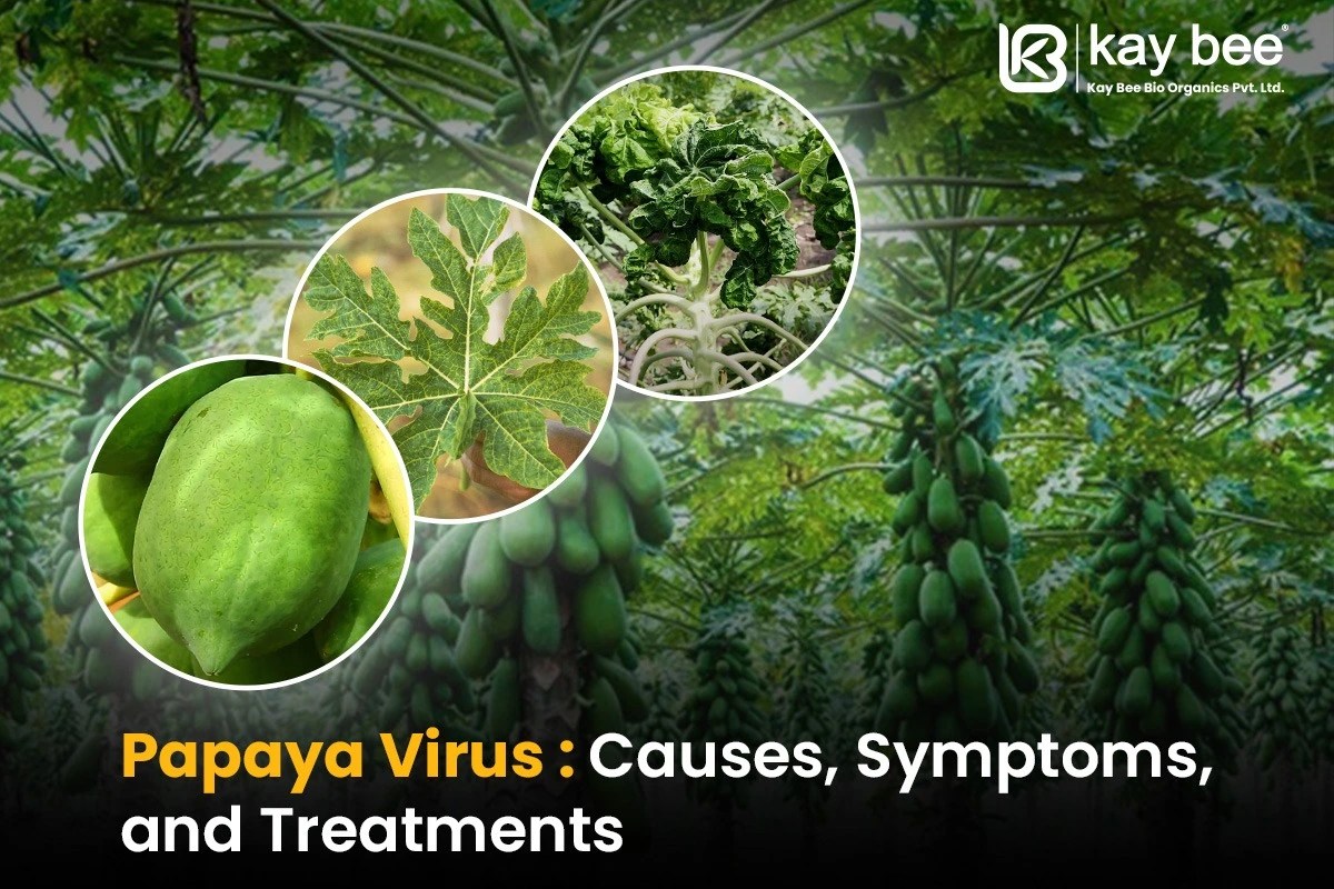 Papaya Virus Causes, Symptoms, and Treatment