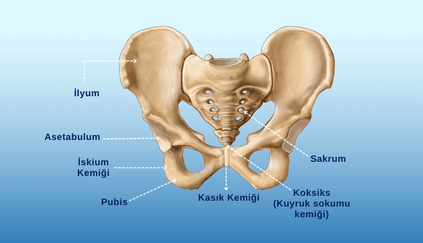 Pelvis Nedir? Pelvik Ağrılarınızın Nedeni Ne Olabilir? Kayhan Turan