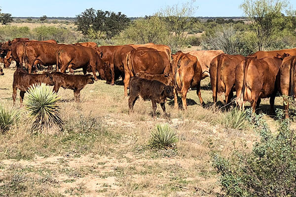Home Kay Ranch Wagyu Wagyu Cattle Texas