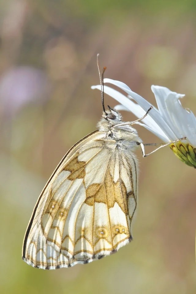 10 INTERESTING BUTTERFLY HABITAT FACTS THAT YOU SHOULD KNOW
