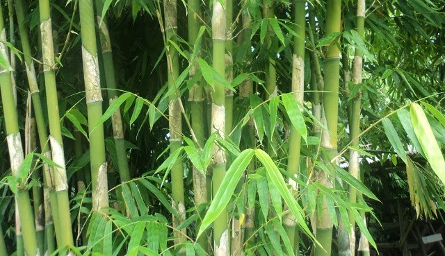 Awas, Salah Menaruh Barang Bisa Pamali! Kalender Bali