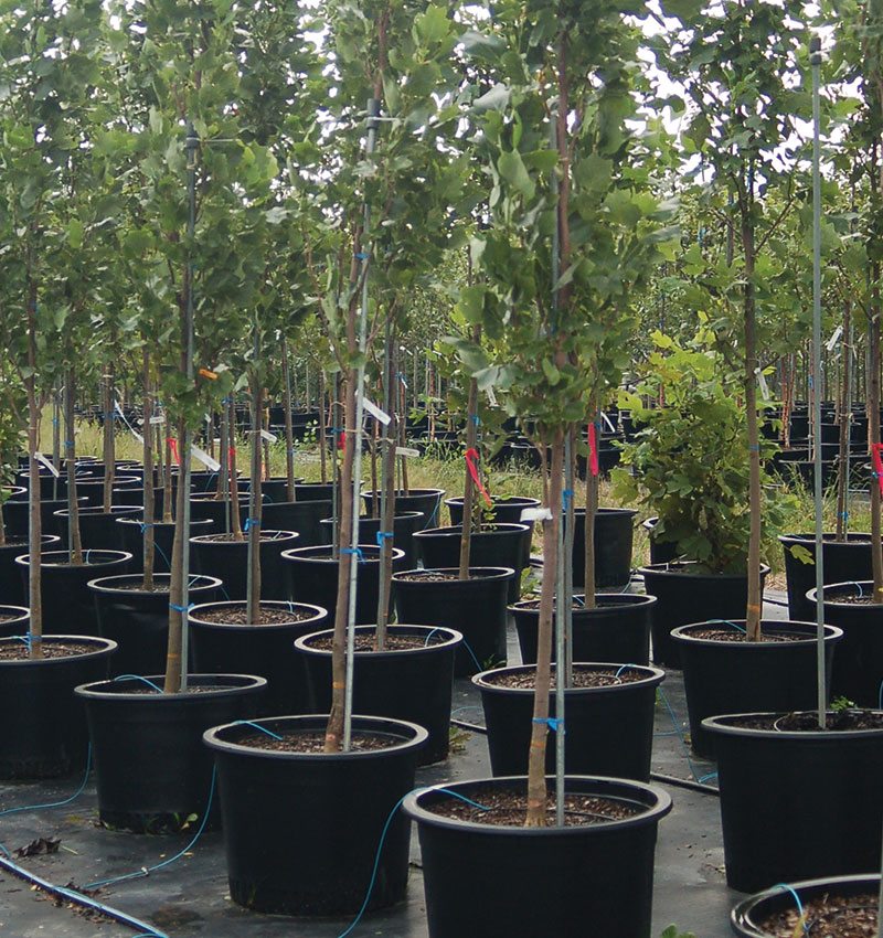Planting Container Trees in Fall Johnson's Nursery KB