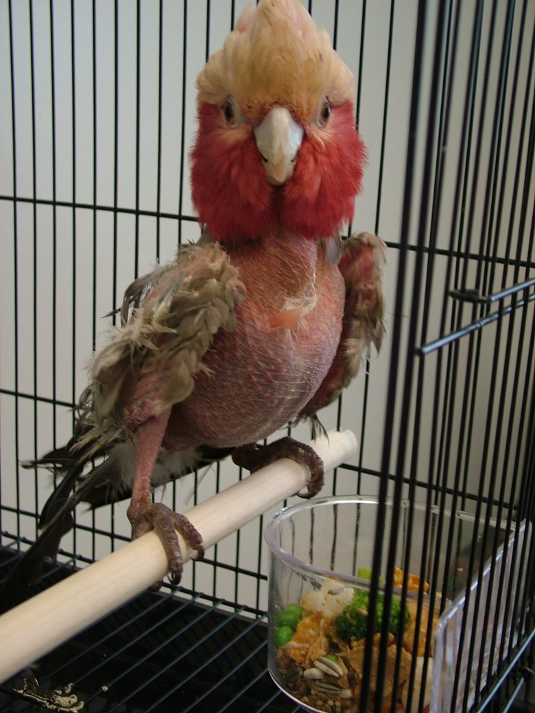 Why do birds chew and pull out their feathers? RSPCA Knowledgebase