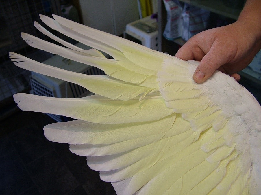 How should I groom my bird? RSPCA Knowledgebase