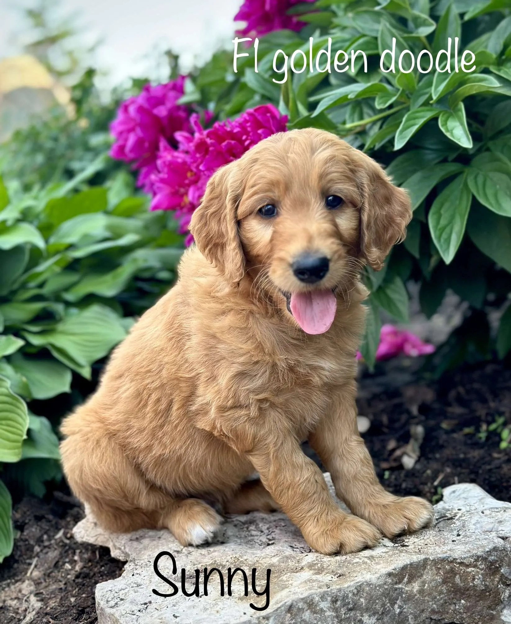 Goldendoodle Puppies KBar Ranch