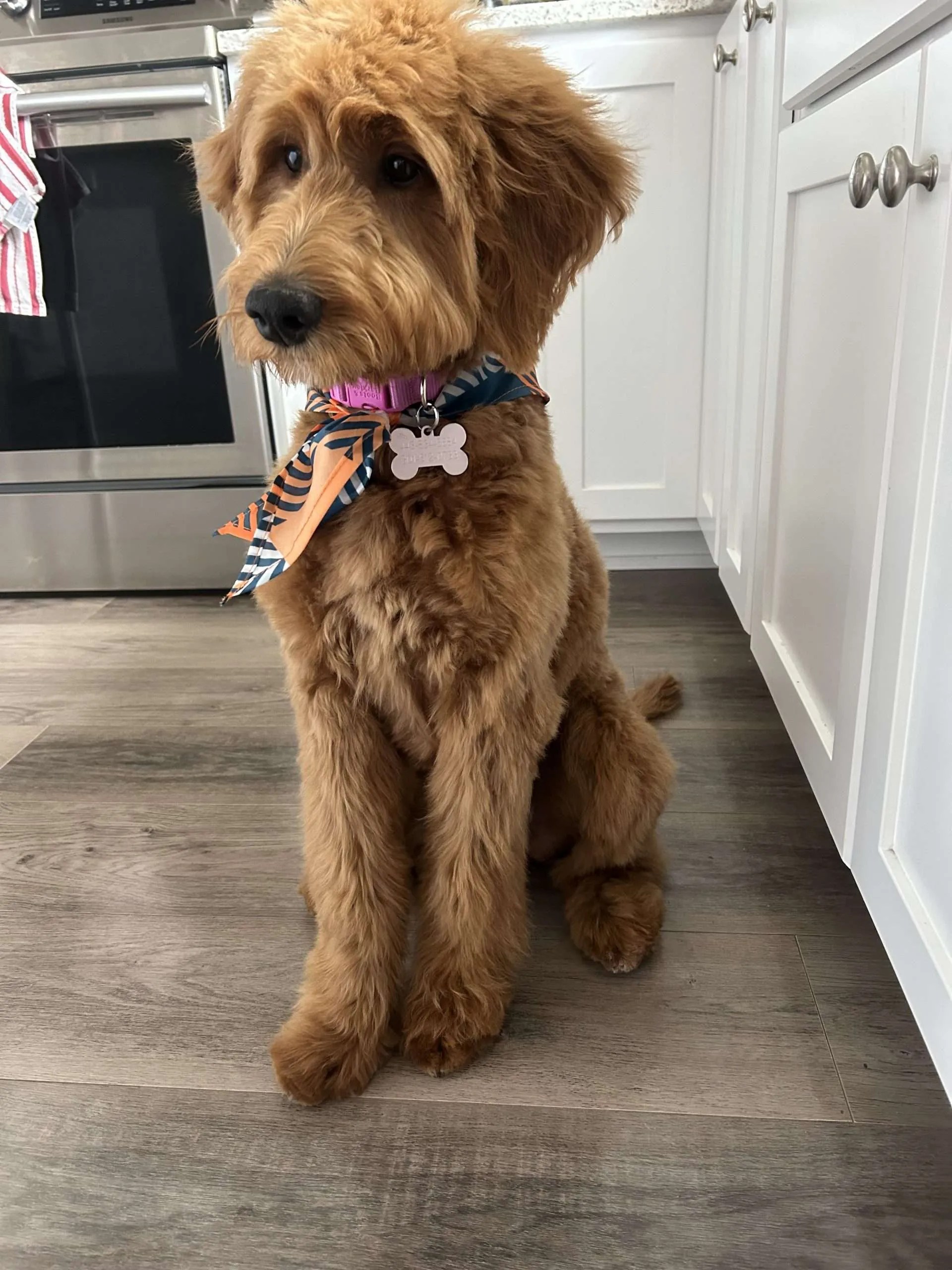 Goldendoodle Puppies KBar Ranch