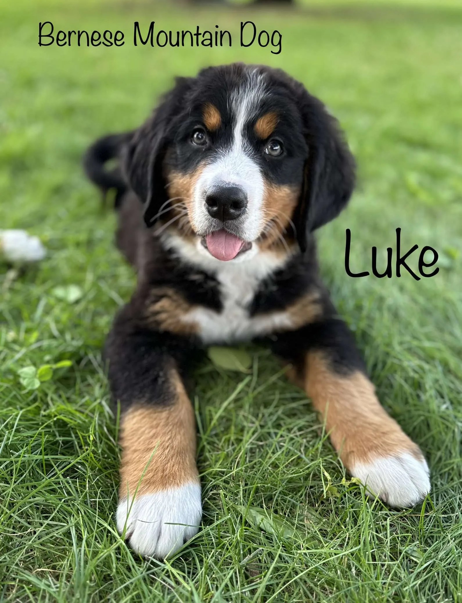 Bernise Mountain Dog Puppies KBar Ranch