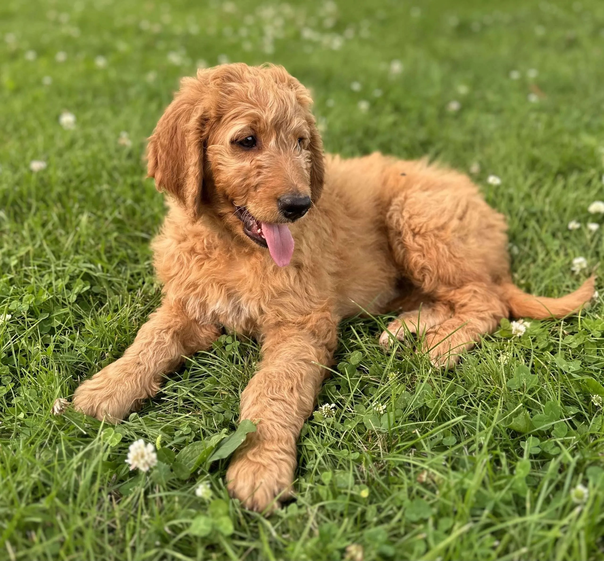 Goldendoodle Puppies KBar Ranch