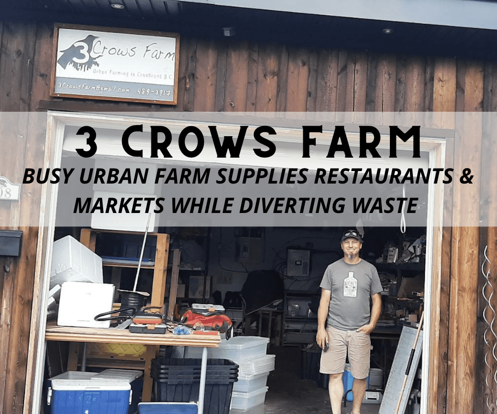 3 Crows Farm Busy Urban Farm Supplies Restaurants & Markets While