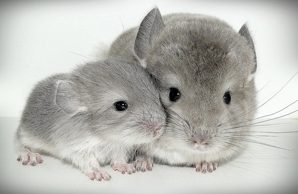 Chinchilla Care Sheet How to take Care of Chinchillas (Update 2019)