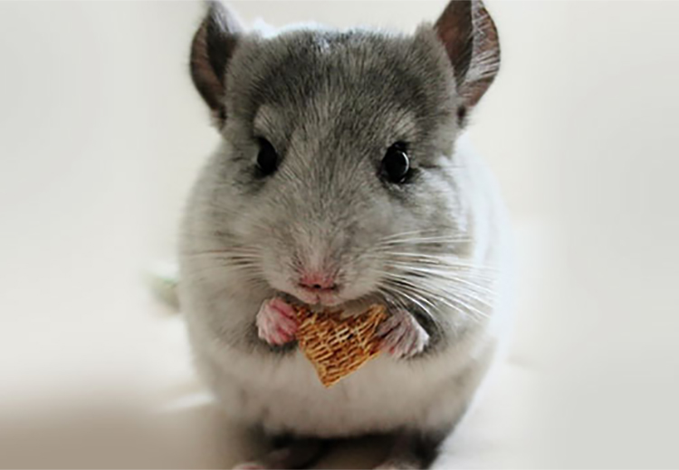What do chinchillas eat? chinchilla diet, diet and:
