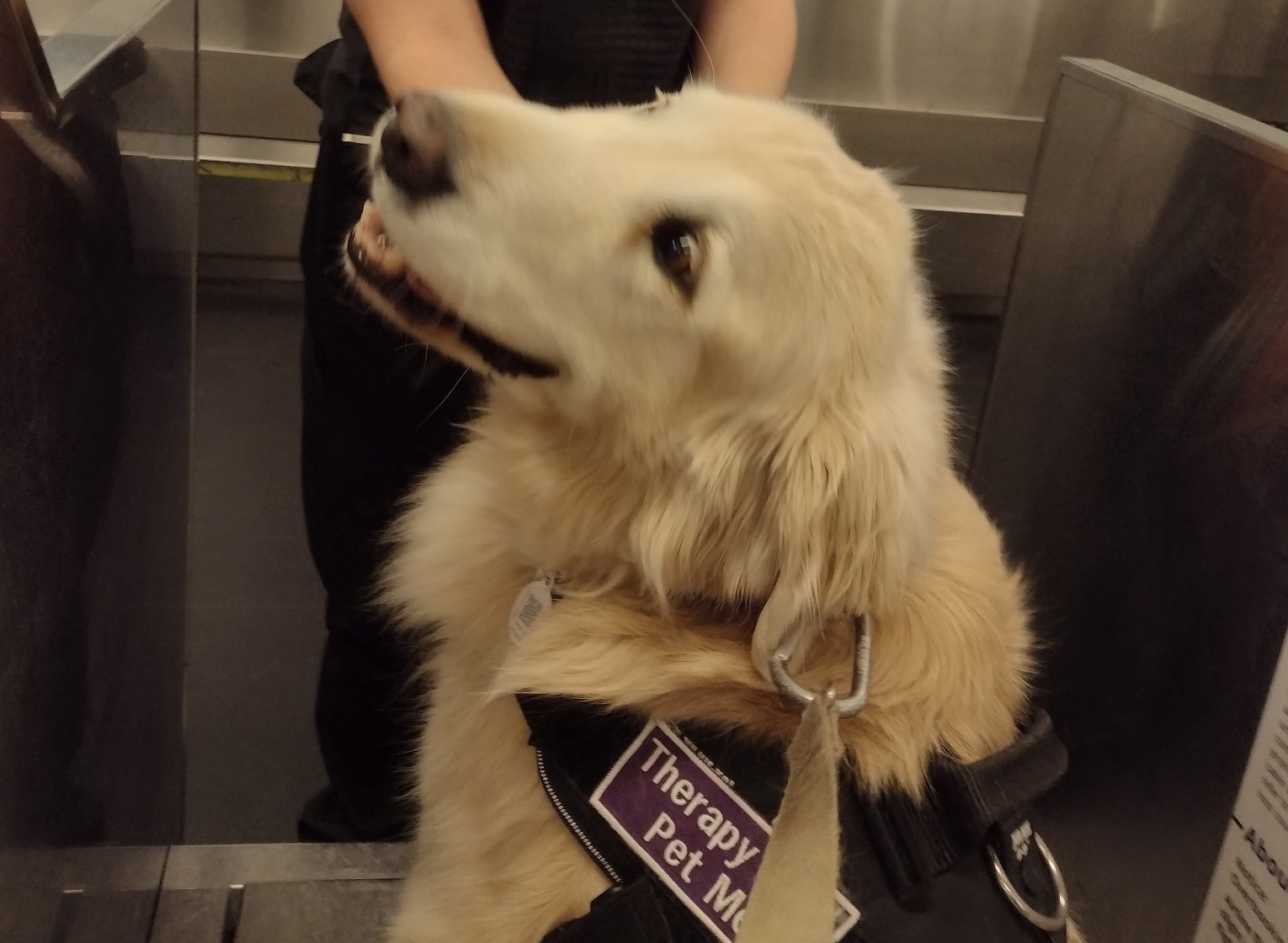 Redmond Airport New Therapy Dog