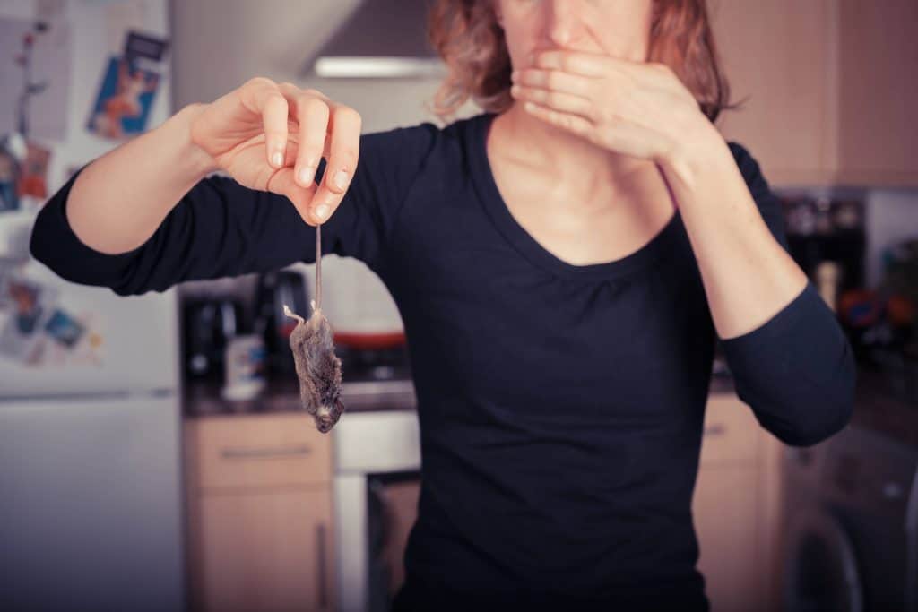 How to Remove Dead Mouse in Wall Smell A StepbyStep Guide