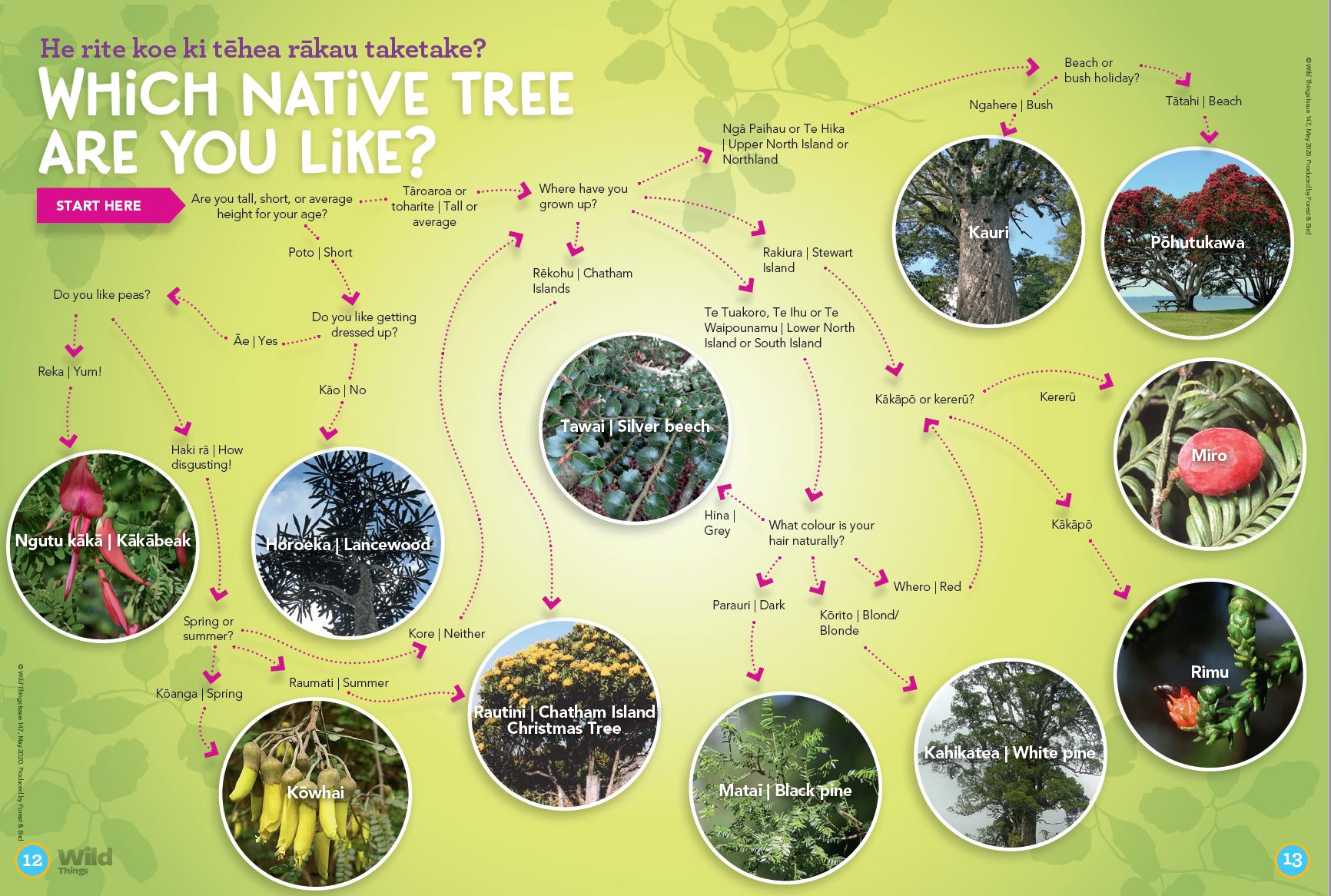 QUIZ Which native tree are you like? Kiwi Conservation Club