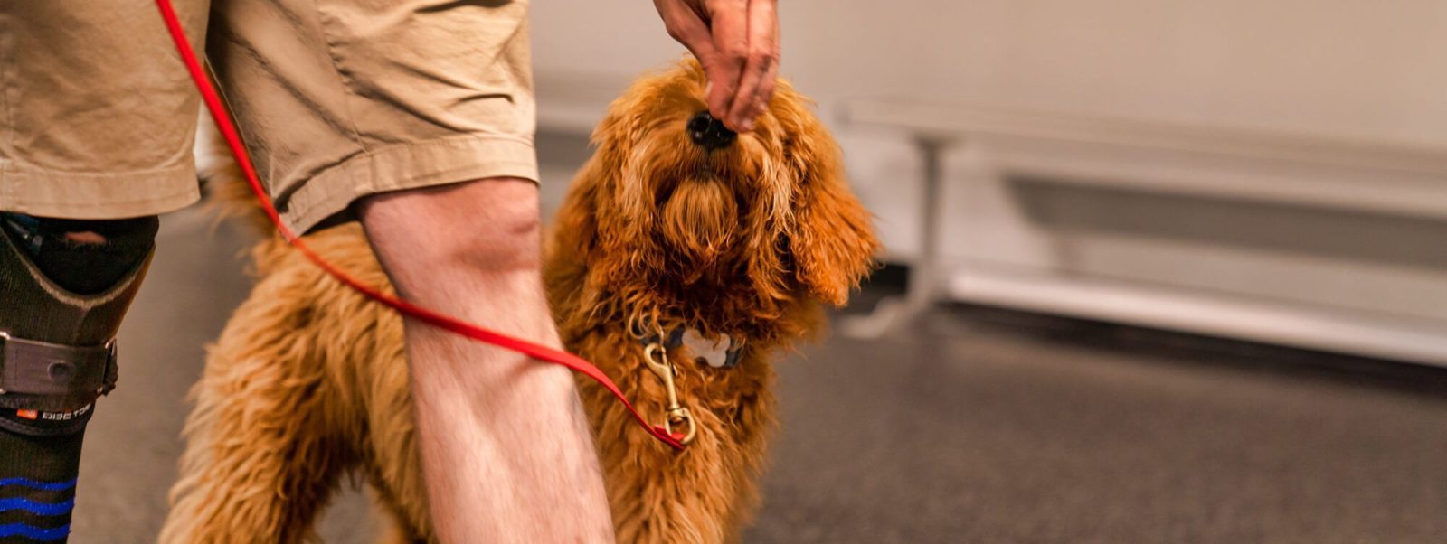 KC Dawgz The Best Dog Training in Overland Park, Kansas City