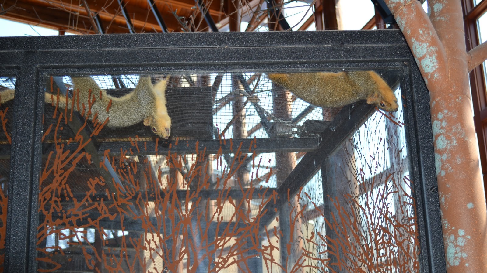squirrels in a cage KC Parks and Rec