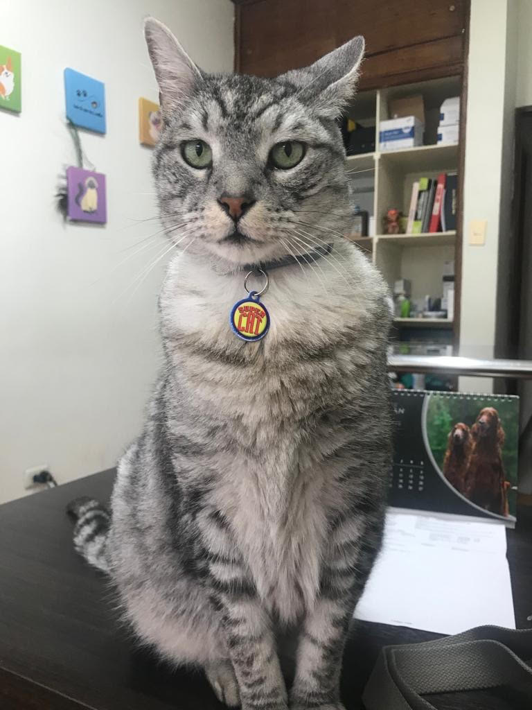 Glendale, Arizona Providing Comfort and Care During Pet Euthanasia