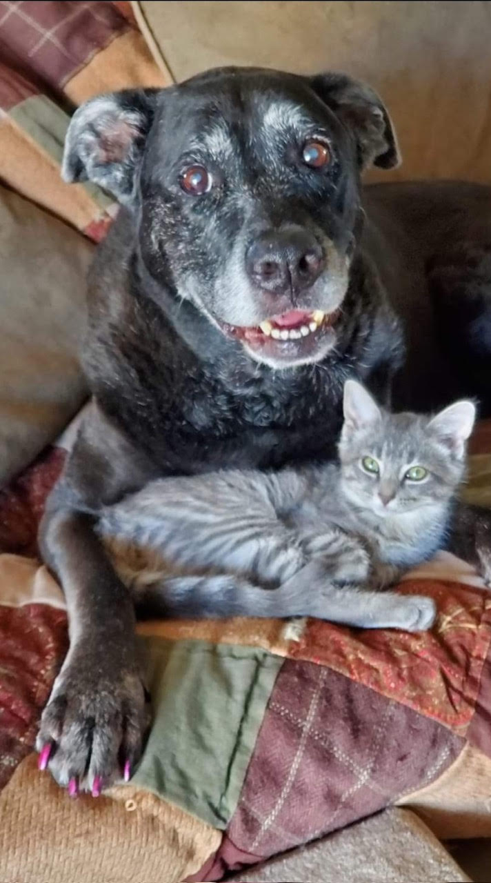 Pet Euthanasia in Surprise, Arizona Saying Goodbye with Love KC In