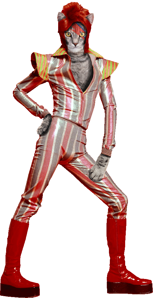 Caturday KC Pet Project