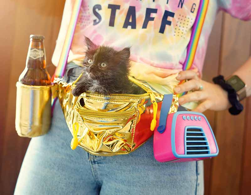 Caturday KC Pet Project