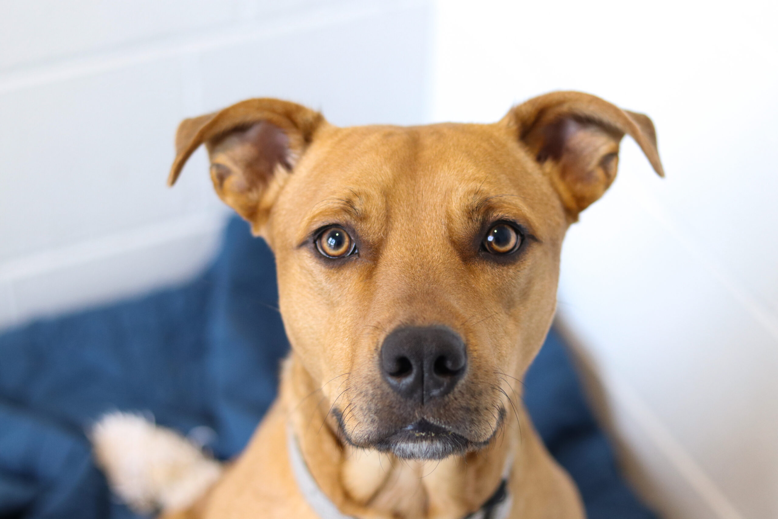 Dogs in Need of Rescue Placement KC Pet Project